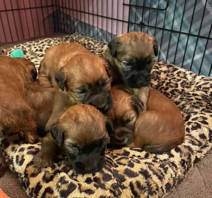 Adáko Soft Coated Wheaten Terrier puppies