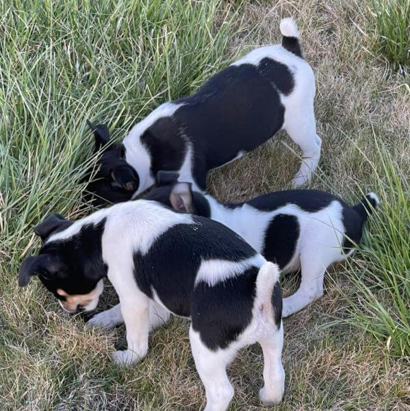 Buzablu Rat Terriers