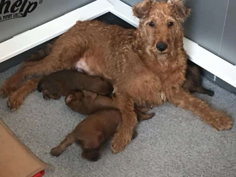 Ceallach Irish Terriers
