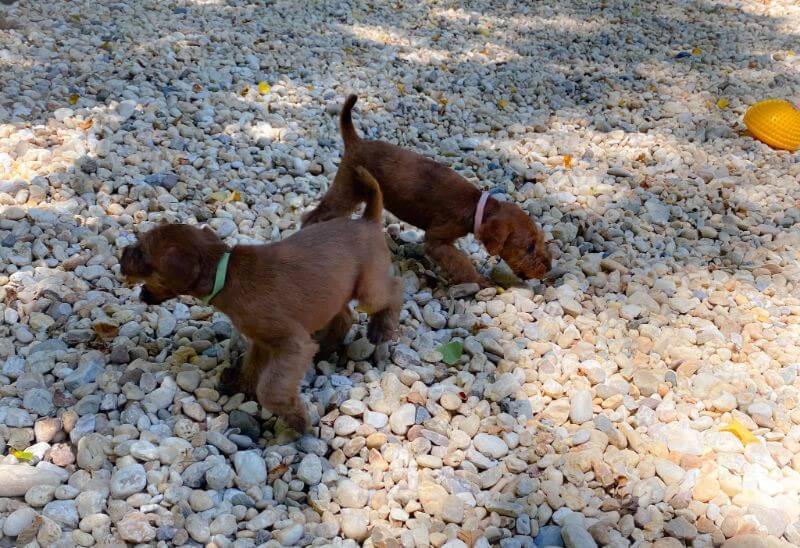 Ceallach Irish Terriers