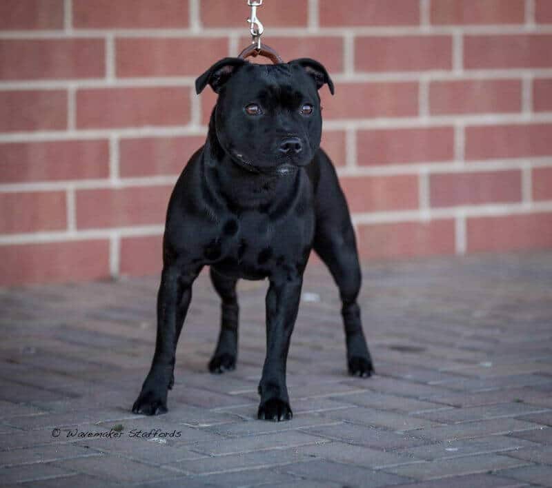 Staffordshire Bull Terrier - CH Wavemaker La La Love You CHIC