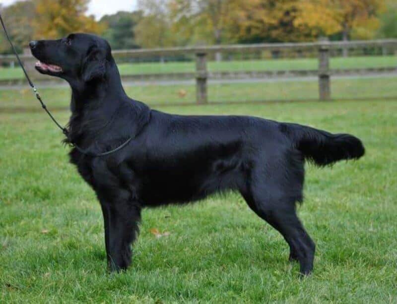 Flat-Coated Retriever side photo