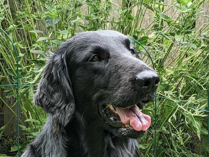 The Flat-Coat head photo showcasing a foreface that is well-filled, with dark, almond-shaped eyes. Stop is barely perceivable.