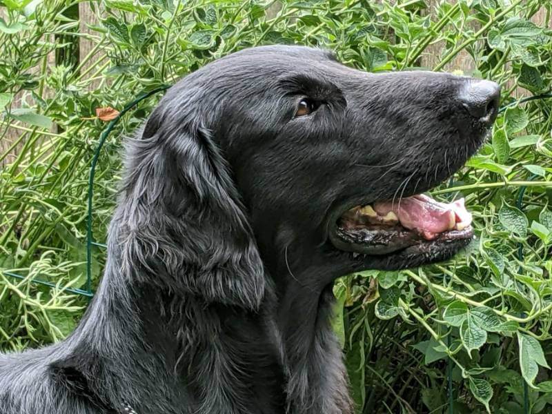 Flat Coated Retriever's head side photo