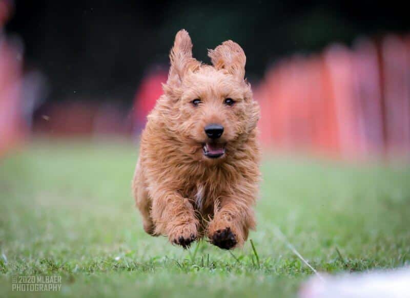 Basset Fauve de Bretagne running towards the camera