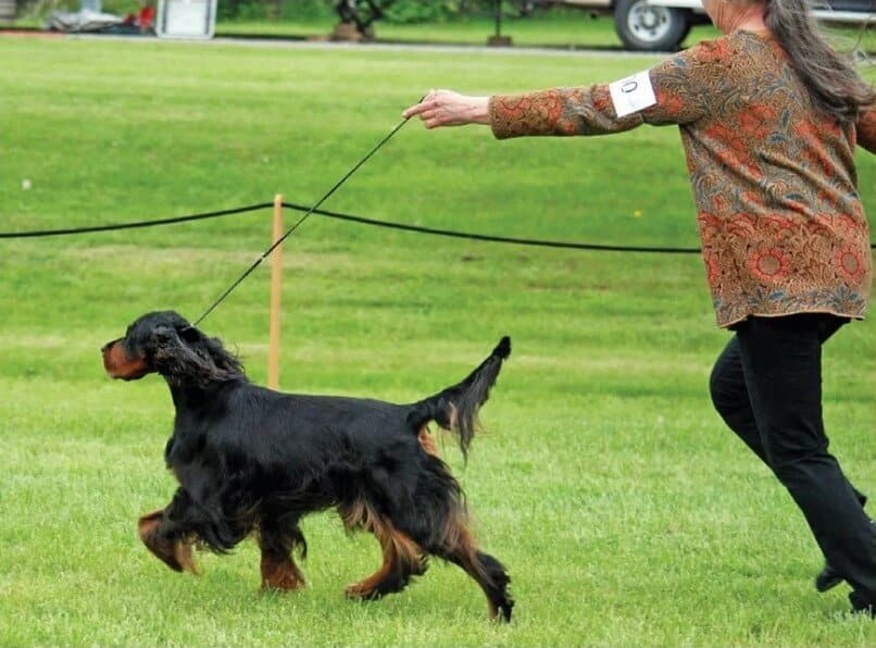 Gordon Setter Tail