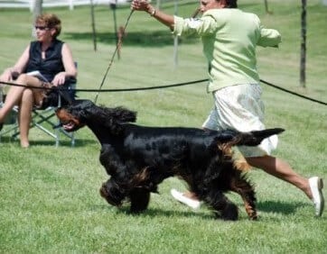 Gordon Setter Tail