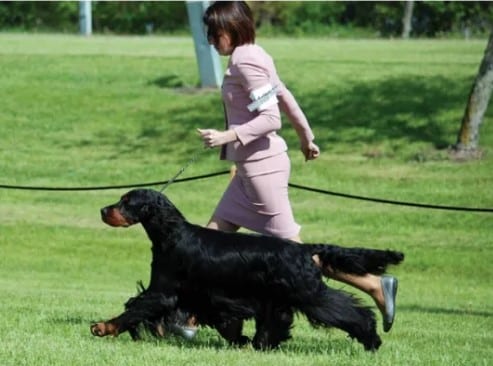 A dog whose tail, on the day the photo was taken, stayed relatively still when it gaited. (Best of Breed Class)