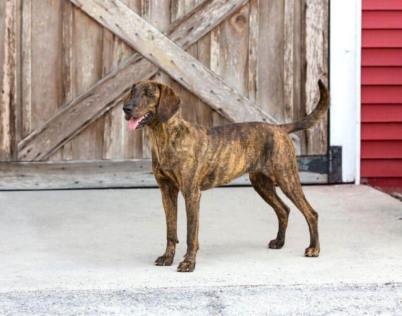 Dog eligible to compete in coonhound performance events Nite Hunts, Bench Shows, Field Trials & Water Races, Plott Hound dog standing outside a barn