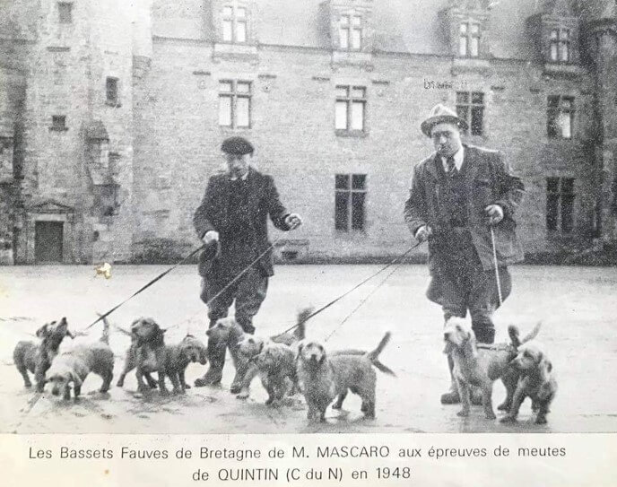 Black and white photograph of 2 men standing with 9 Basset Fauve de Bretagne dogs