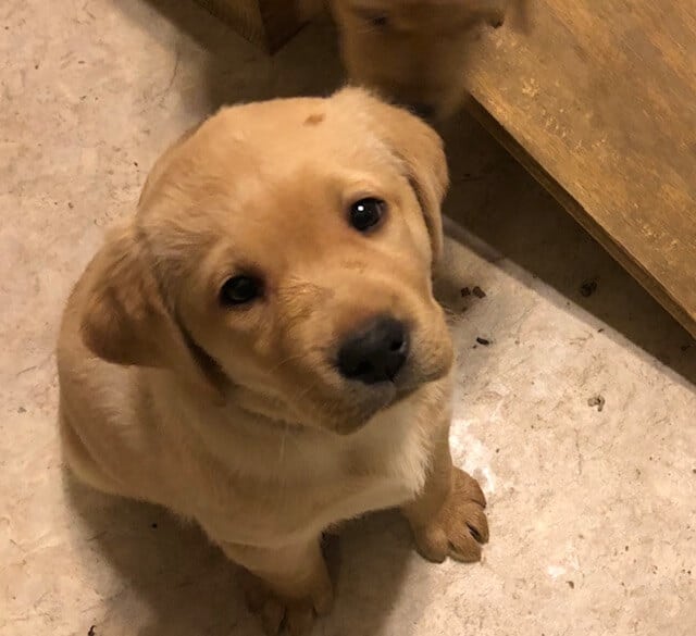 Great eye contact from a puppy this age suggests good socialization and a good performance prospect.
