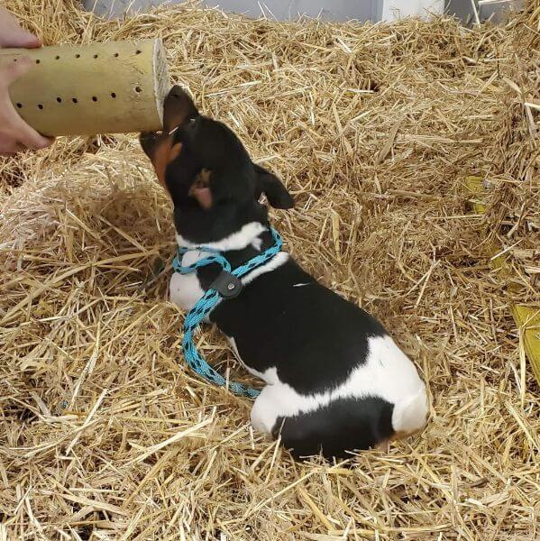 Teddy Roosevelt Terrier barn hunt