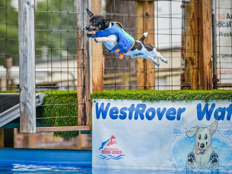 Teddy Roosevelt Terrier dock diving