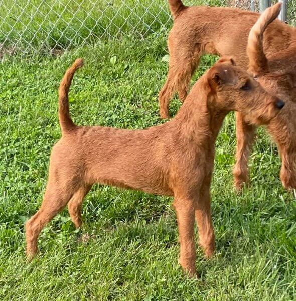 MyTime Irish Terriers