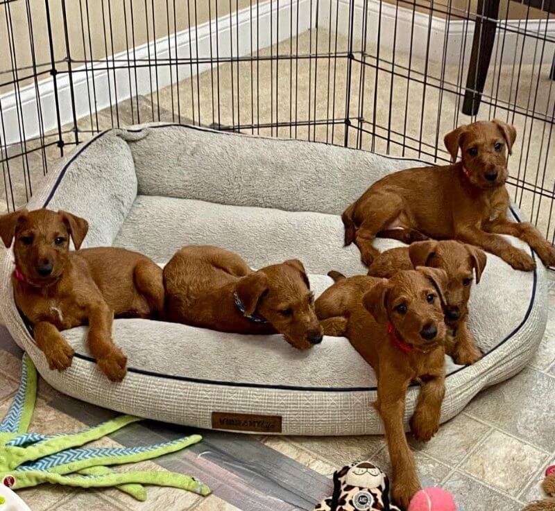 Irish Terrier puppies