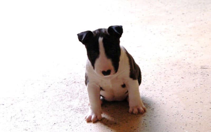Brownstone Miniature Bull Terrier Puppy