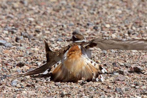 Killdeer broken wing display