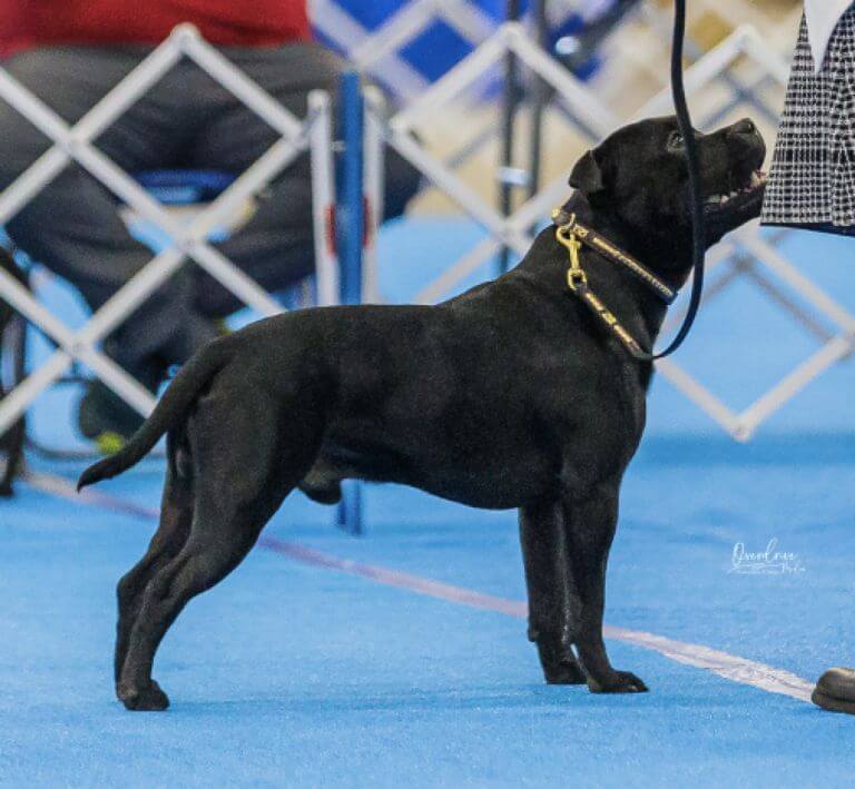 Staffordshire Bull Terrier - CH MACH2 Wavemaker Atlantica