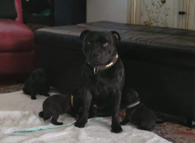 Felizstaffords Staffordshire Bull Terriers