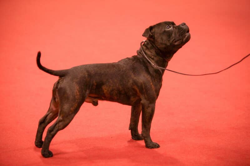 Staffordshire Bull Terrier - CH MACH2 Wavemaker Atlantica