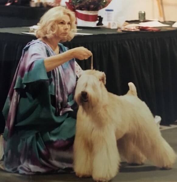 Sonya Urquart - Marquee Soft Coated Wheaten Terriers
