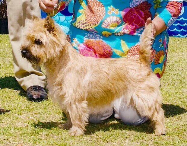 Stonehaven Cairn Terrier Marryme