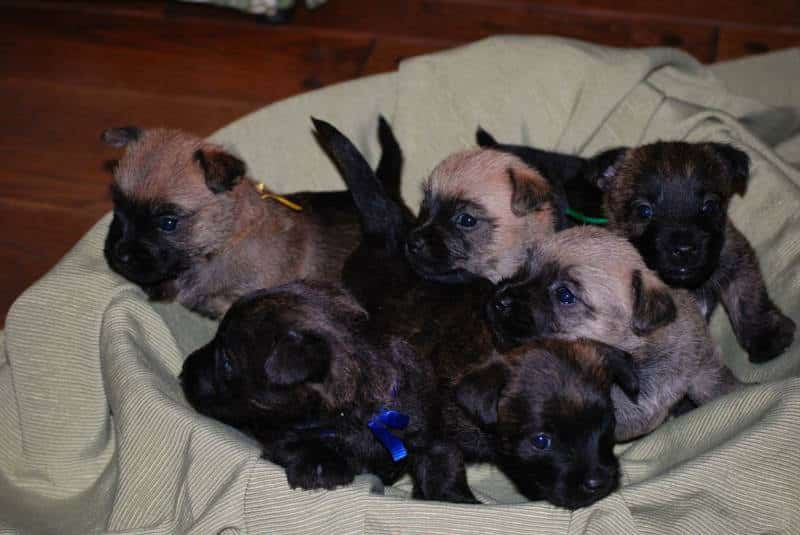 4 weeks old Cairn Terrier puppies lying in a basket