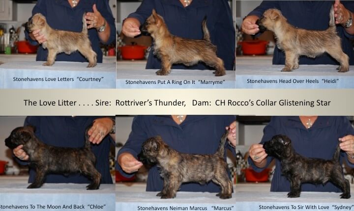 Stonehaven Cairn Terriers