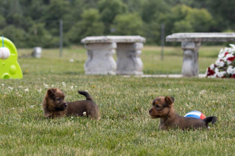 Temora Australian Terriers