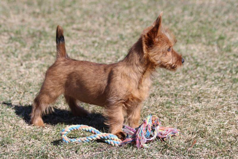 Julie Seaton's Australian Terrier