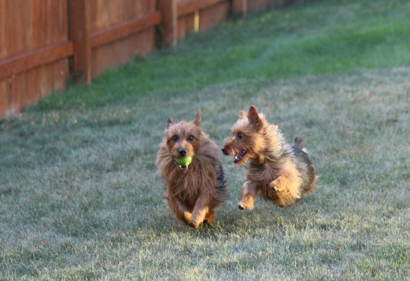 Temora Australian Terriers