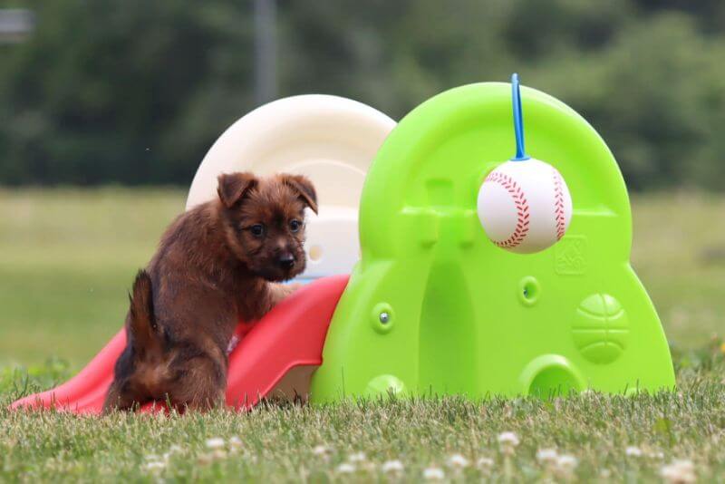 Julie Seaton's Australian Terrier