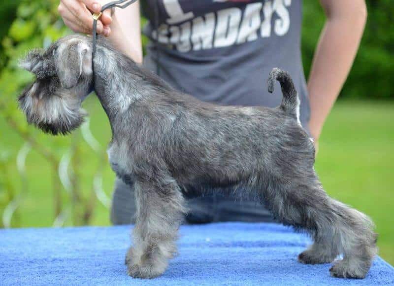 Miniature Schnauzer puppy