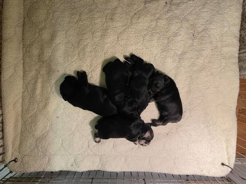 puppies sleeping