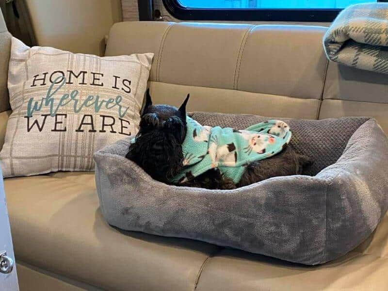 Dog laying on the sofa