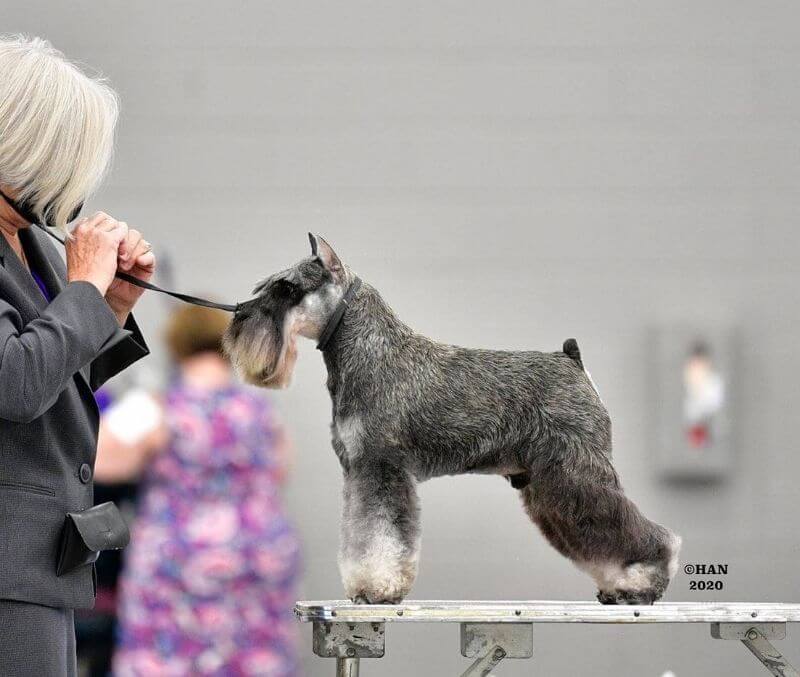 Terrie Houck with her Destineez Miniature Schnauzer