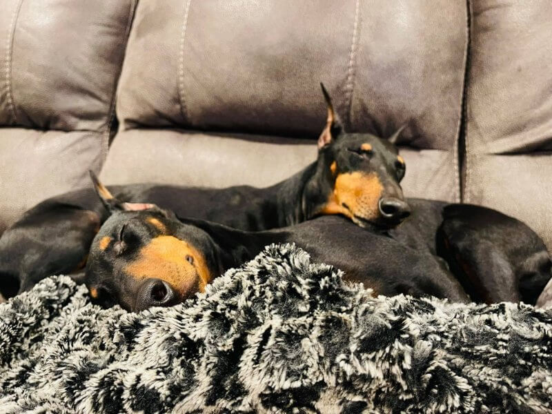 Standard Manchester Terriers sleeping on a sofa