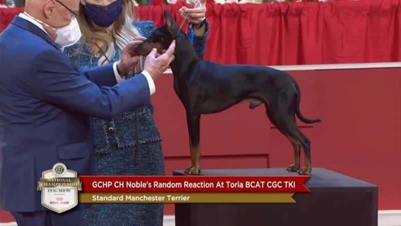 Trina Taylor | Noble Kennels Standard Manchester Terriers
