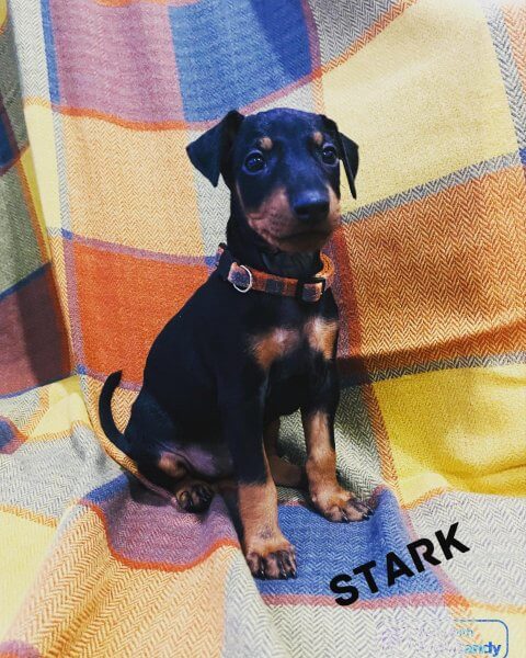 Trina Taylor | Noble Kennels Standard Manchester Terriers