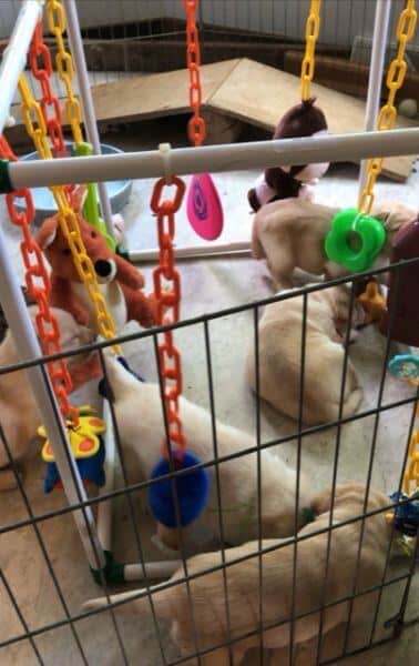 Raising puppies in the family room with lots of toys and attention makes for well-socialized puppies.