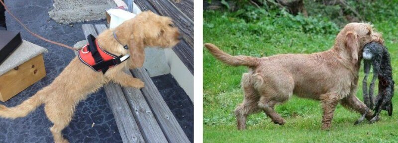 2 images of Basset Fauve de Bretagnes
