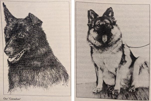 Eurasier History - Left: The Canadian, Right: Bella von der Waldmühle (Source: Eurasier. Origin, Development, Present Situation. Julius Wipfel.)