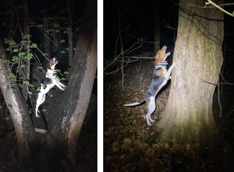 Coonhound Nite Hunts