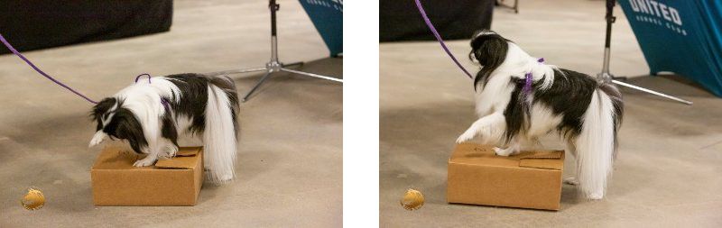 Japanese Chin ‘Banjo’ indicating a find in Containers.