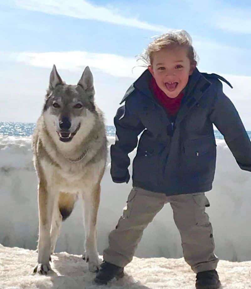 Czechoslovakian Vlcak dog with a child