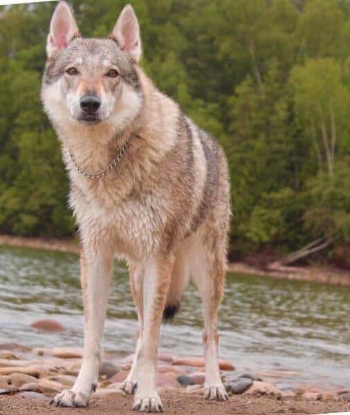 Czechoslovakian Vlcak body photo