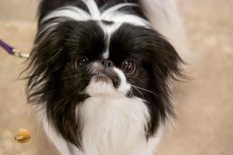 Japanese Chin ‘Banjo’ head photo
