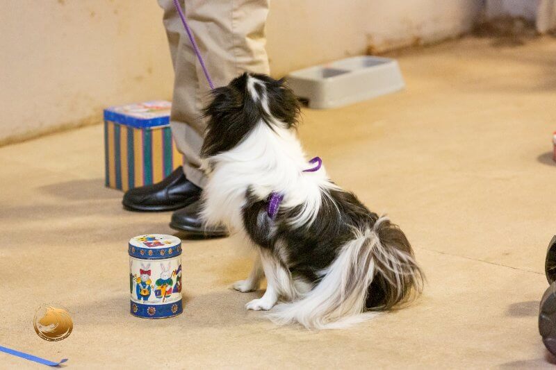 Japanese Chin dog training