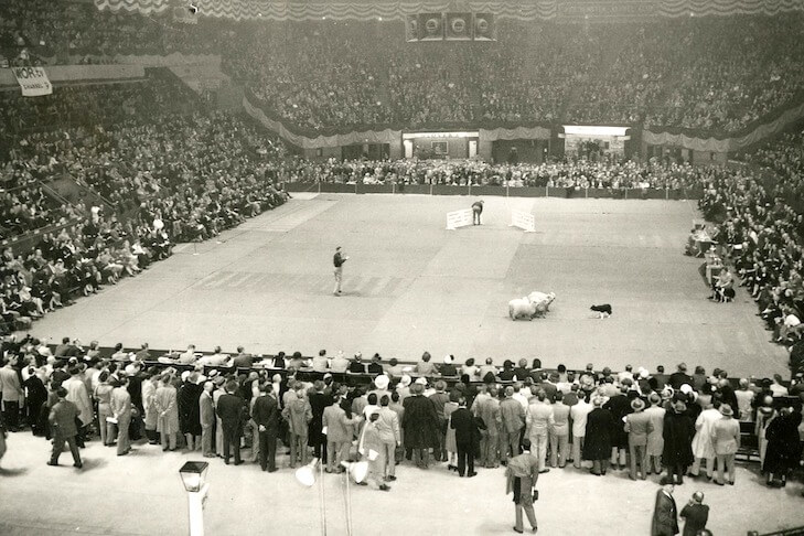 Border Collie History: 1950 Westminster Kennel Club dog show herding demo