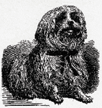 Havanese History: An 1860 engraving from France showing the Petit Chien Havane (Little Dog of Havana).